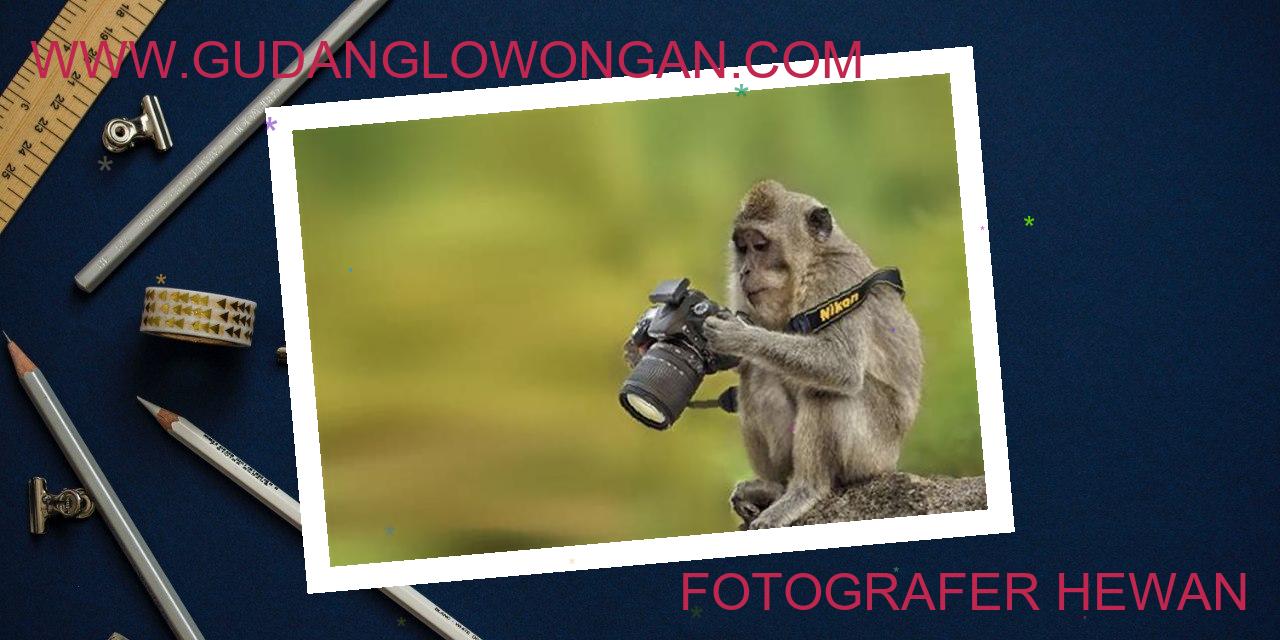 Fotografer Hewan